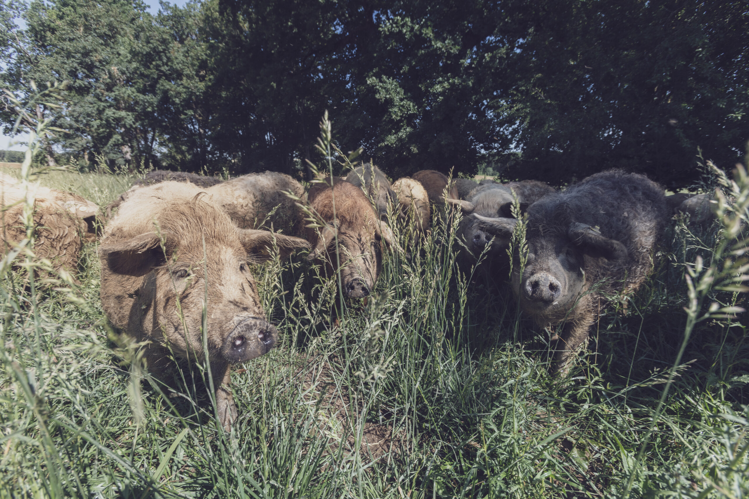 L&rsquo;histoire du cochon laineux : le mangalica ou cochon !